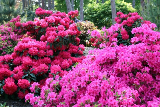 Een bloementuin in roze - 10 beste planten. Foto