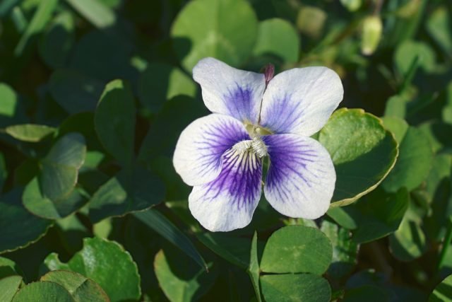 Flower Moths - een violette borstvoeding in de tuin. Foto