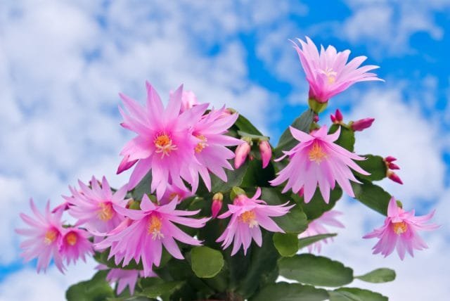 Lichte paasbloem: alles over de Pasen Pasen of Ripsalidopsis