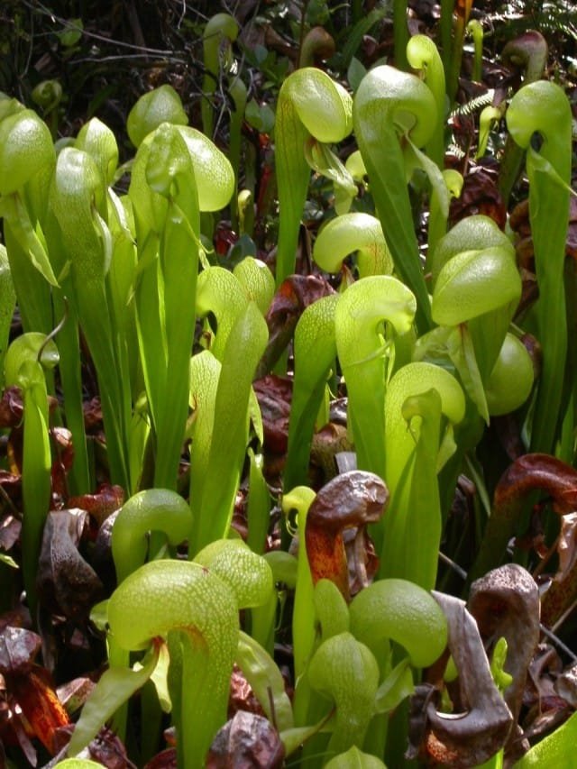 Darlingtononia is een roofzuchtige cobra. Roofplanten. Zorg, groeien, reproductie. Foto