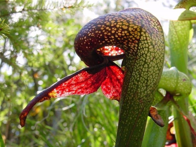 Darlingtononia is een roofzuchtige cobra. Roofplanten. Zorg, groeien, reproductie. Foto