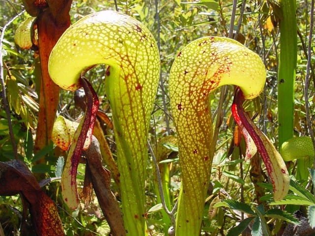 Darlingtononia is een roofzuchtige cobra. Roofplanten. Zorg, groeien, reproductie. Foto