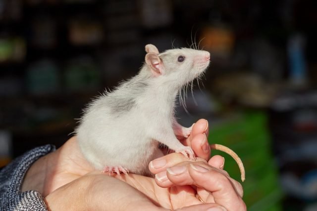 Decoratieve rat - voor- en nadelen van inhoud. Keuzecriteria en vertrekfuncties. Foto