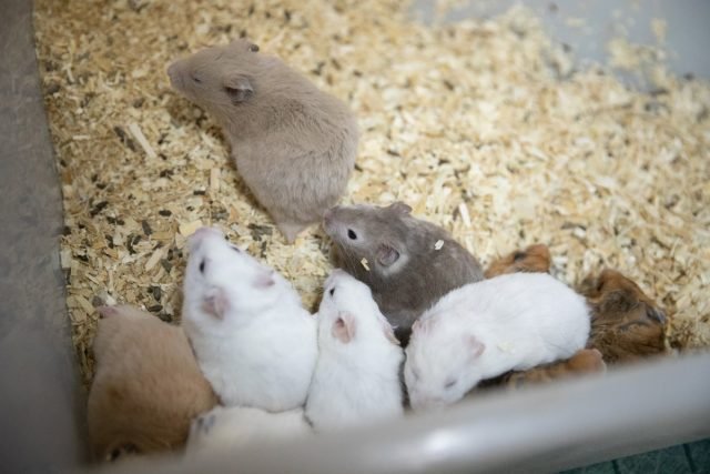 Decoratieve rat - voor- en nadelen van inhoud. Keuzecriteria en vertrekfuncties. Foto