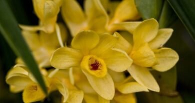 Orchideeën dendrobium. Zorg, groeien, reproductie. Soorten. Foto