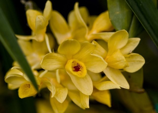 Orchideeën dendrobium. Zorg, groeien, reproductie. Soorten. Foto