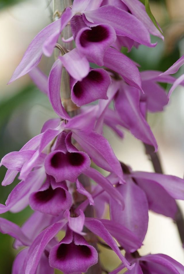 Orchideeën dendrobium. Zorg, groeien, reproductie. Soorten. Foto