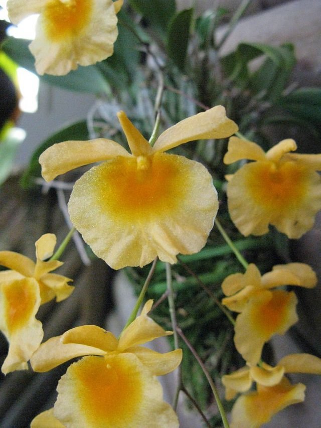 Orchideeën dendrobium. Zorg, groeien, reproductie. Soorten. Foto