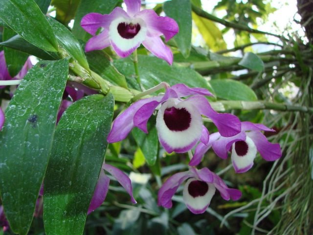 Orchideeën dendrobium. Zorg, groeien, reproductie. Soorten. Foto