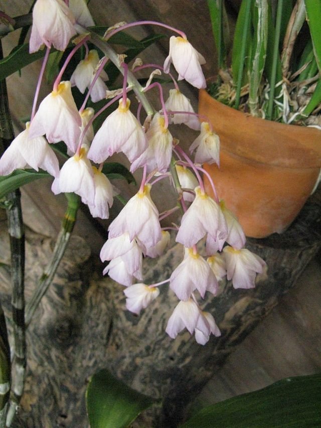 Orchideeën dendrobium. Zorg, groeien, reproductie. Soorten. Foto