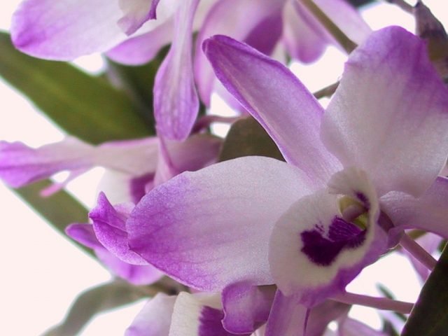 Orchideeën dendrobium. Zorg, groeien, reproductie. Soorten. Foto