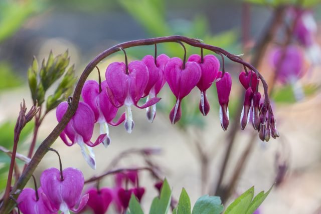 Een bloementuin in roze - 10 beste planten. Foto