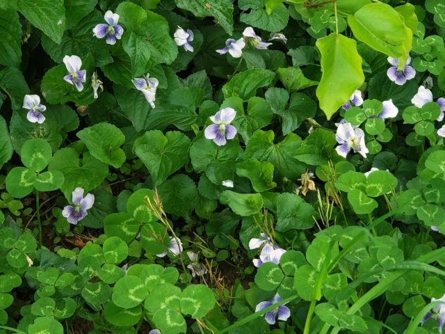 Flower Moths - een violette borstvoeding in de tuin. Foto