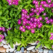 Een bloementuin in roze - 10 beste planten. Foto