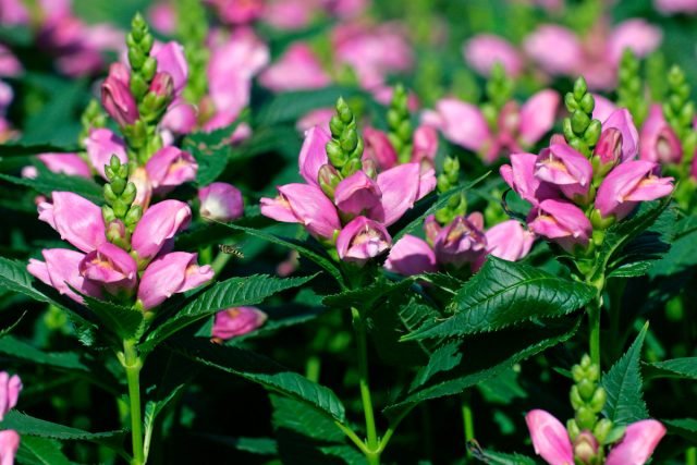 Een bloementuin in roze - 10 beste planten. Foto