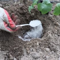 Bloemen - Hoe planten klaar - gemaakte zaailingen en zaaiende zaden rechtstreeks in de grond?