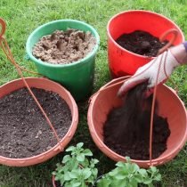 Bloemen - Hoe planten klaar - gemaakte zaailingen en zaaiende zaden rechtstreeks in de grond?