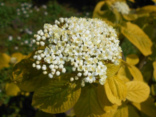 Decoratief Viburnum: 10 van de meest interessante variëteiten. Foto