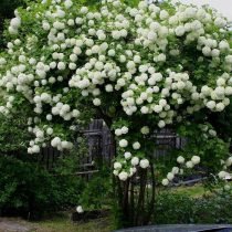 Decoratief Viburnum: 10 van de meest interessante variëteiten. Foto