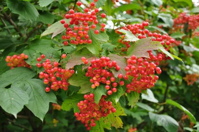 Decoratief Viburnum: 10 van de meest interessante variëteiten. Foto