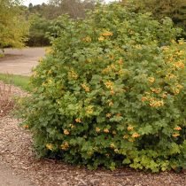 Decoratief Viburnum: 10 van de meest interessante variëteiten. Foto