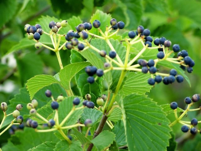 Decoratief Viburnum: 10 van de meest interessante variëteiten. Foto