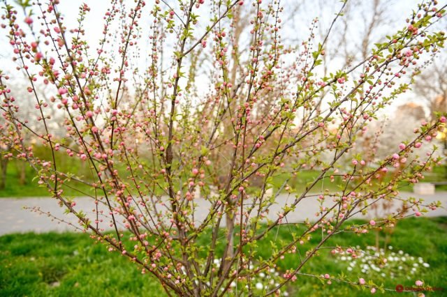 Decoratieve amandelen, of Louiseania - een heldere decoratie van de tuin. Foto