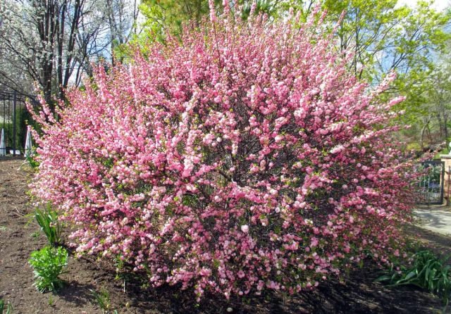 Decoratieve amandelen, of Louiseania - een heldere decoratie van de tuin. Foto