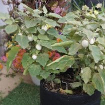 Decoratieve "gouden ei" van aubergine - de ervaring van het groeien. Foto