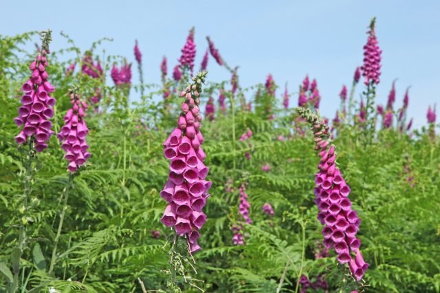 Een bloementuin in roze - 10 beste planten. Foto