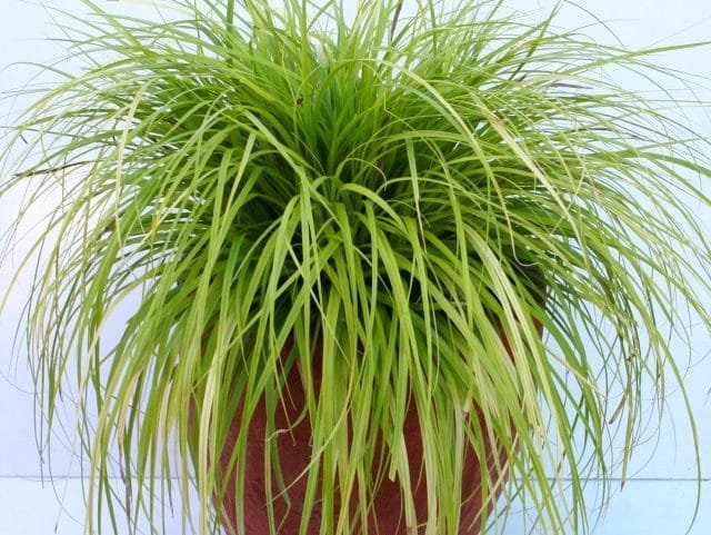 Decoratieve heiding is een van de meest elegante binnenplanten. Zorg thuis. Foto, Kaleyard Decoratieve heiding is een van de meest elegante binnenplanten. Zorg thuis. Foto