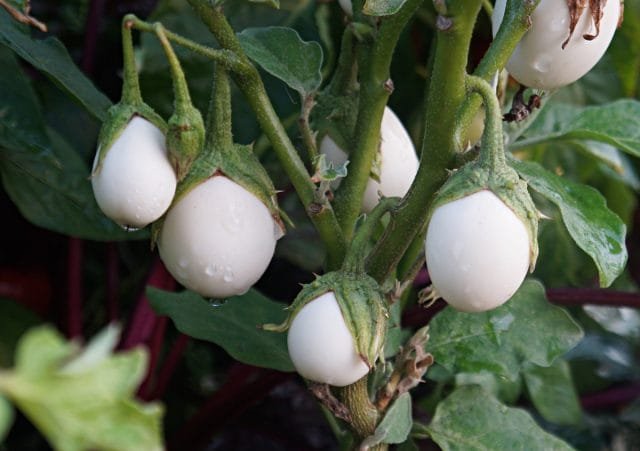 Decoratieve "gouden ei" van aubergine - de ervaring van het groeien. Foto