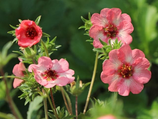 Decoratieve grasachtige cinquefoils - over variëteiten en hybriden, teelt en gebruik. Foto