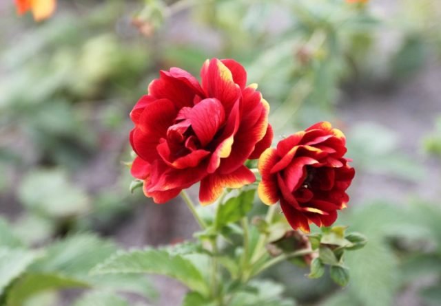 Decoratieve grasachtige cinquefoils - over variëteiten en hybriden, teelt en gebruik. Foto