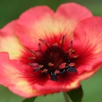 Decoratieve grasachtige cinquefoils - over variëteiten en hybriden, teelt en gebruik. Foto