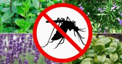 10 planten waarvan wetenschappelijk is bewezen dat ze muggen afstoten