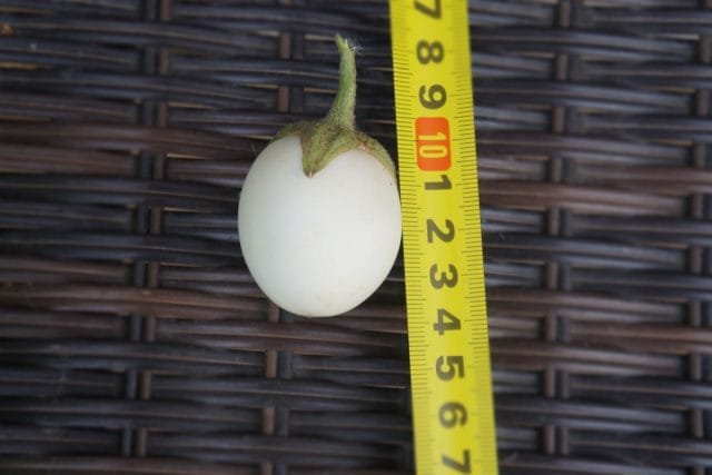 Decoratieve "gouden ei" van aubergine - de ervaring van het groeien. Foto