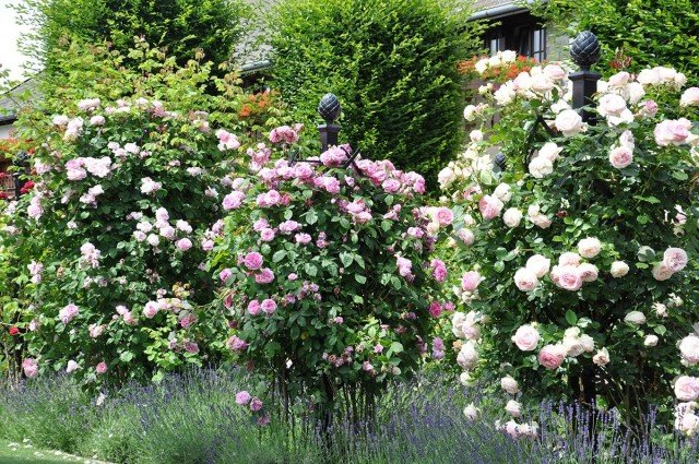 10 beste grote rozen. Beschrijving van rozenvariëteiten. Foto