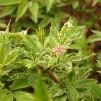 Decoratieve carrière van een vlierbes. Planten, zorg, teelt. Foto