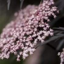 Decoratieve carrière van een vlierbes. Planten, zorg, teelt. Foto