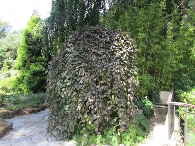 Decoratieve carrière van een vlierbes. Planten, zorg, teelt. Foto