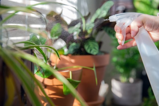 Schild op planten - Wat ziet het eruit en hoe te vechten? Foto