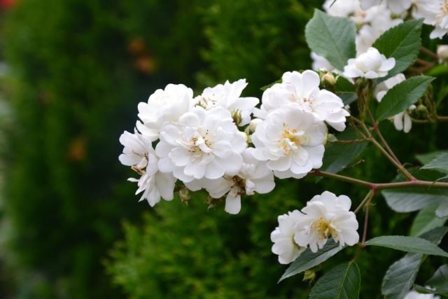 Een sneeuw -witte bloementuin - Hoe maak je een prachtige tuin in één kleur? Foto's van variëteiten en typen