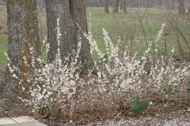 Een sneeuw -witte bloementuin - Hoe maak je een prachtige tuin in één kleur? Foto's van variëteiten en typen