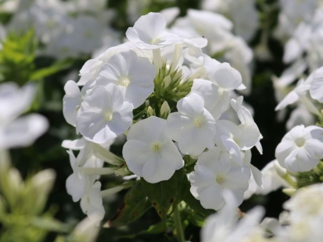 Een sneeuw -witte bloementuin - Hoe maak je een prachtige tuin in één kleur? Foto's van variëteiten en typen