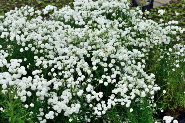 Een sneeuw -witte bloementuin - Hoe maak je een prachtige tuin in één kleur? Foto's van variëteiten en typen