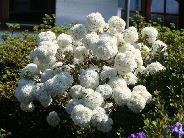 Een sneeuw -witte bloementuin - Hoe maak je een prachtige tuin in één kleur? Foto's van variëteiten en typen