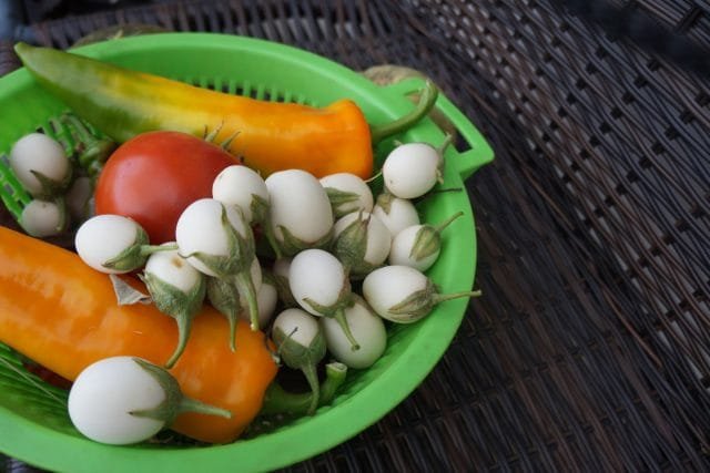 Decoratieve "gouden ei" van aubergine - de ervaring van het groeien. Foto