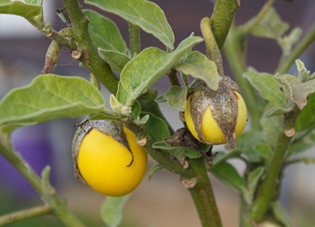 Decoratieve "gouden ei" van aubergine - de ervaring van het groeien. Foto