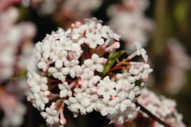 Decoratief Viburnum: 10 van de meest interessante variëteiten. Foto